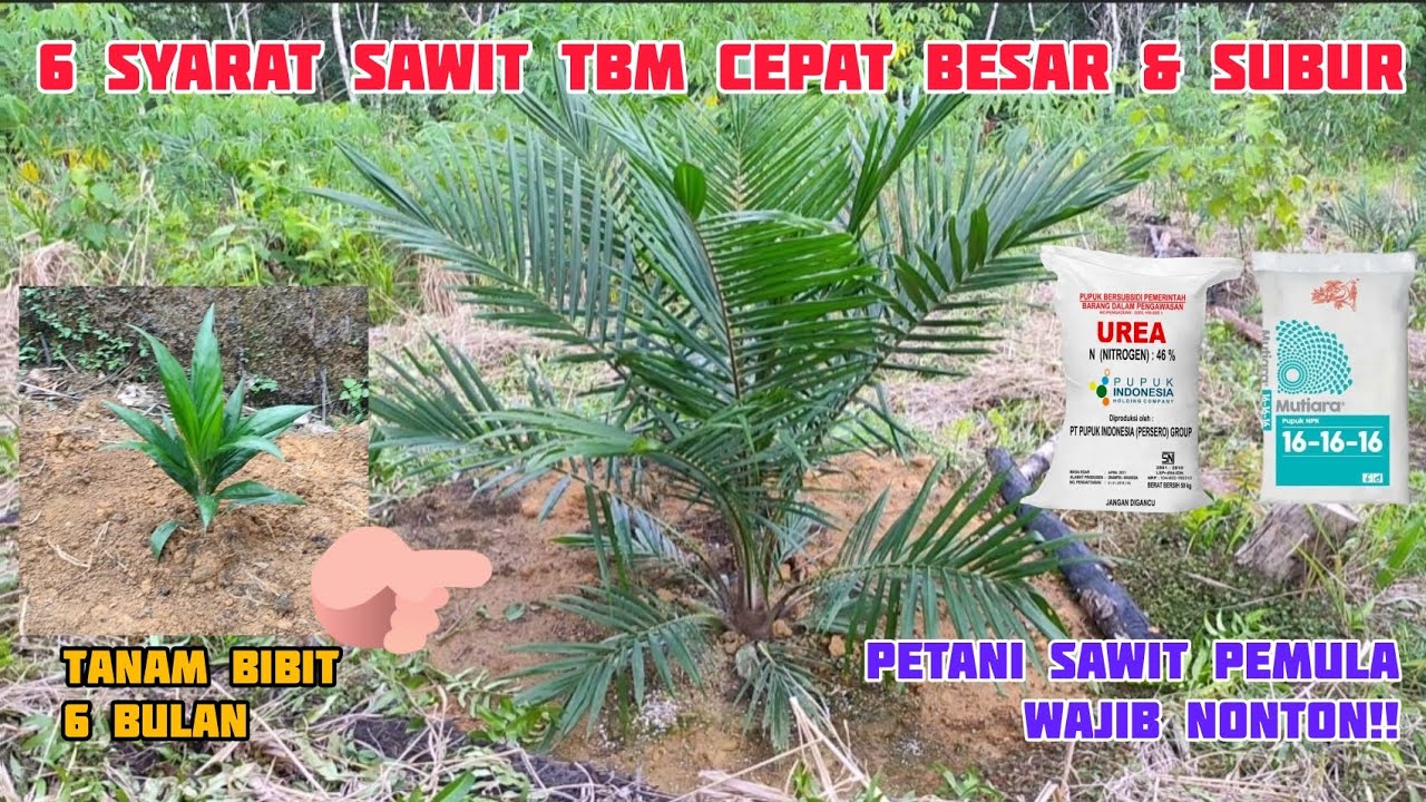 KUNCINYA INI!!! 6 SYARAT SAWIT TBM CEPAT BESAR DAN SUBUR