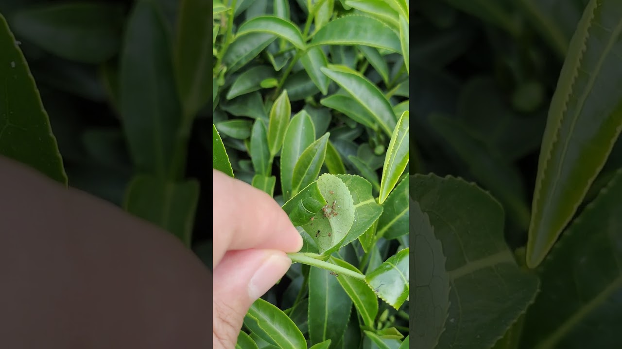Agricultural Pest: tea aphids (Toxoptera aurantii) cause leaf roll disease 農業害蟲：小桔蚜造成捲葉病