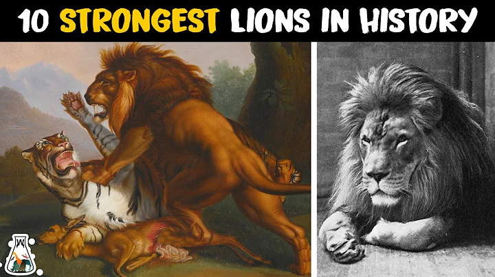 Which lion is the strongest? (2023)