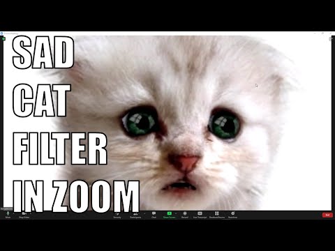 Video How to Get the Same Cat Filter as that Lawyer in Zoom - youtube