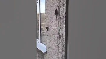 Крыса ползёт по стене многоэтажки