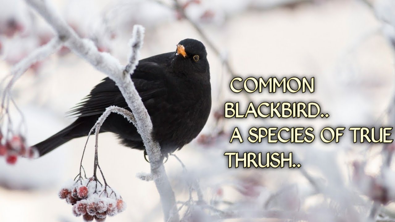 |Common blackbird| |Birds| | a species of true thrush| |beautiful VOICE| |SINGING|
