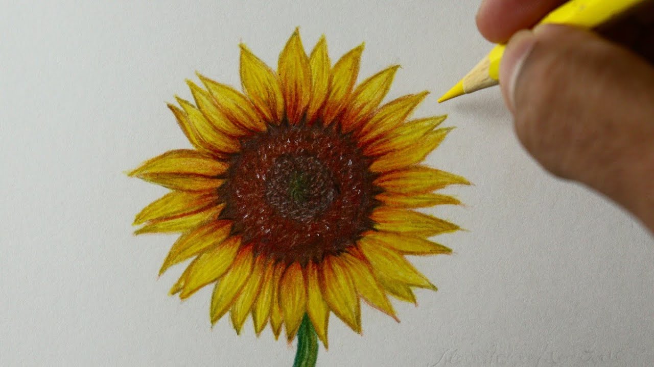 Como desenhar um Girassol realista - PASSO A PASSO - narrado - YouTube