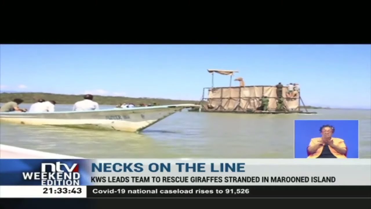 KWS rescue endangered giraffes stranded on Lake Baringo island