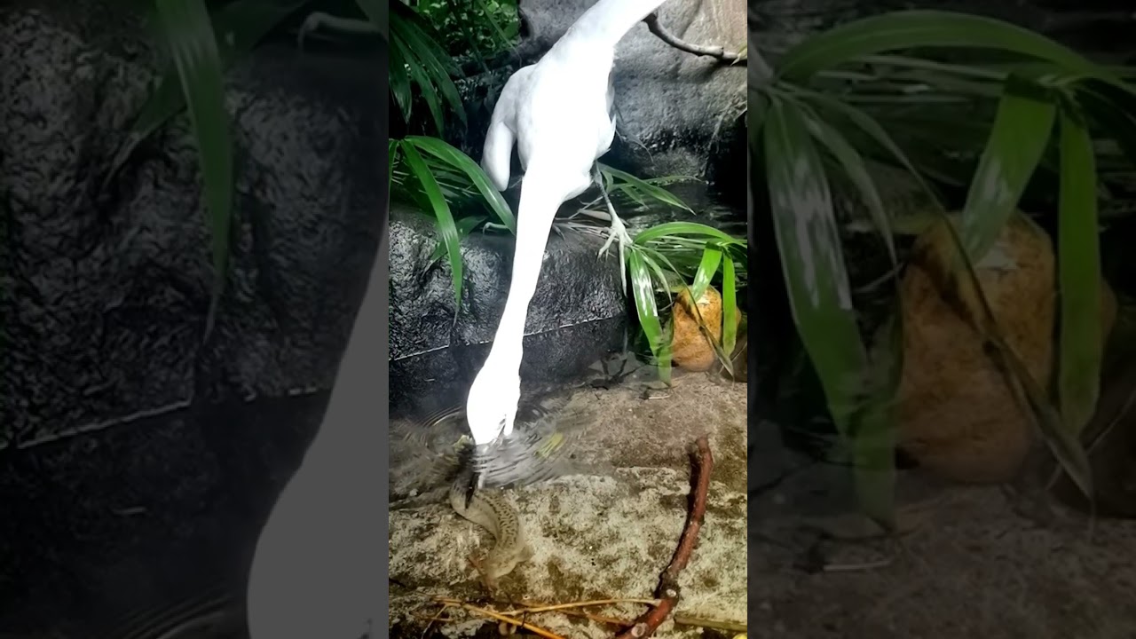 Egret and loach, real photos of birds, protect nature, protect wild animals, national protected