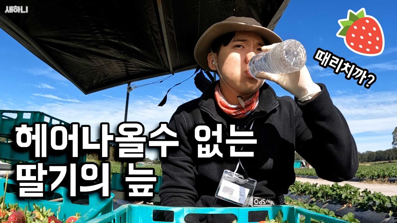 카불쳐 딸기픽킹의 현실🍓(호주15)🇦🇺
