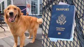 Dog Eats Man's Passport Before Wedding by Welfare Of Dogs 171 views 5 months ago 2 minutes, 37 seconds