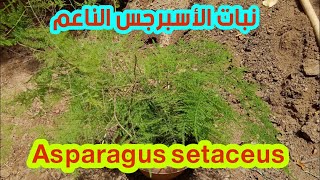 نبات الأسبرجس الناعم | معلومات عنه وكيفية رعايته وطريقة  تكاثره Asparagus setaceus
