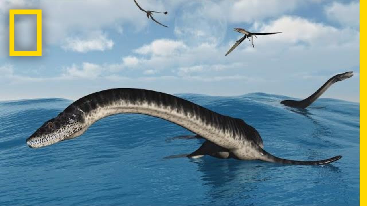 Plesiosaurs 101 | National Geographic