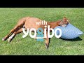 アドマイヤジャパン withYogibo 普段の使い方篇 15秒