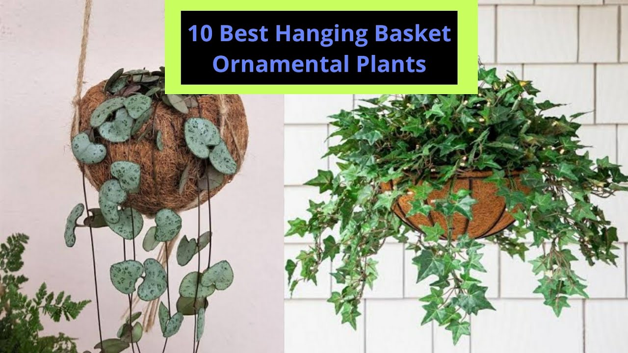 10 best hanging basket ornamental plant s top plants youtube baskets for room decor