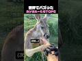 世界でバズったカンガルーたちTOP5