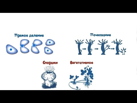 Бесполое размножение  Подготовка к ЕГЭ 2024 БИОЛОГИЯ Каждый день