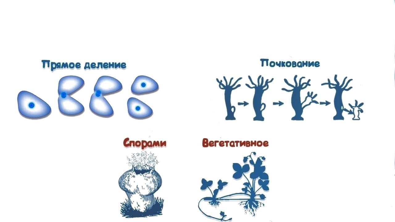 Выбери примеры бесполого размножения. Формы бесполого размножения деление. Бесполое размножение деление спорообразование и вегетативное. Схема бесполого размножения деление. Схема процесса деления бесполого размножения.