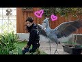 Shoebill loves the caretaker too much💕お兄さんを好きすぎるハシビロコウ【12月のふたば3】