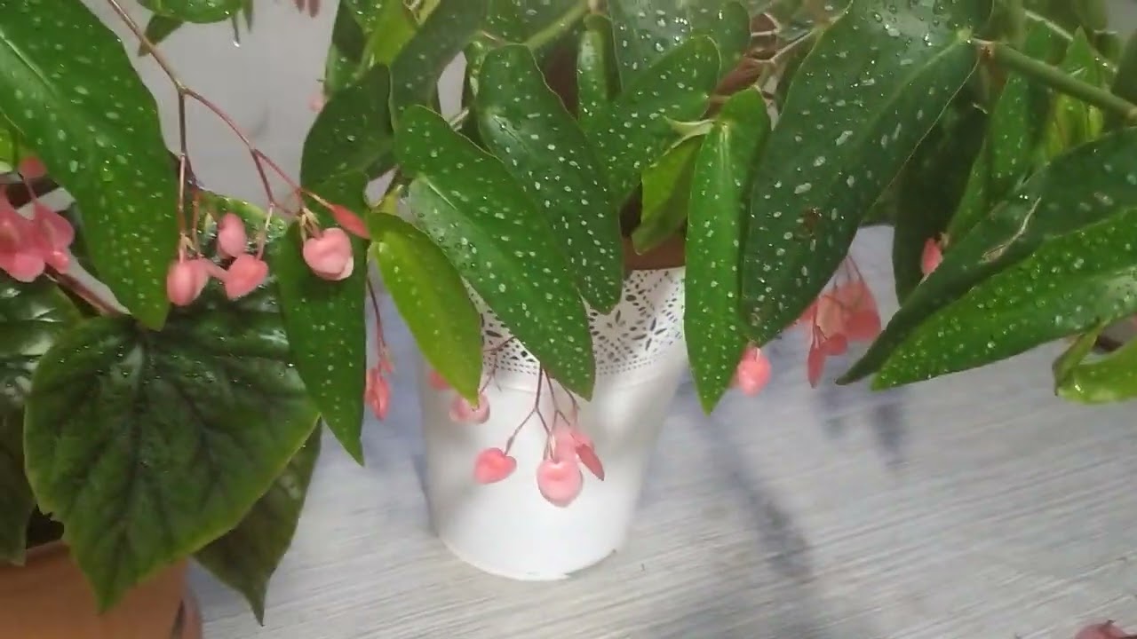 Begonyaların Bakımı Ve Gübrelenmesi