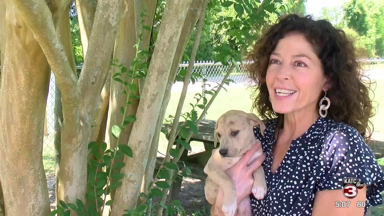 Acadiana Animal Aid receives national attention amid COVID