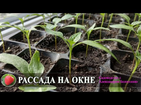 Вопрос: Что такое экран для рассады?