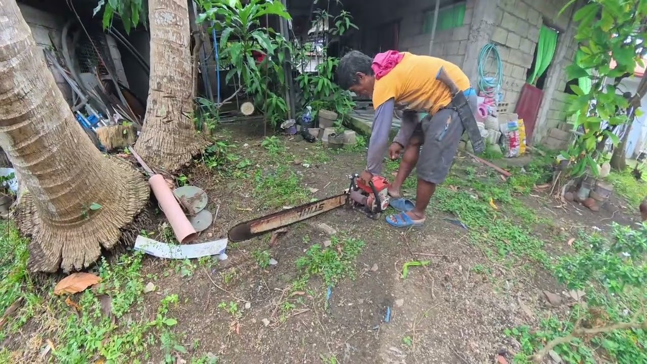 Вырубка кокосовых пальм, чтобы они не повредили близлежащие дома, польско-канадский житель Филиппин.