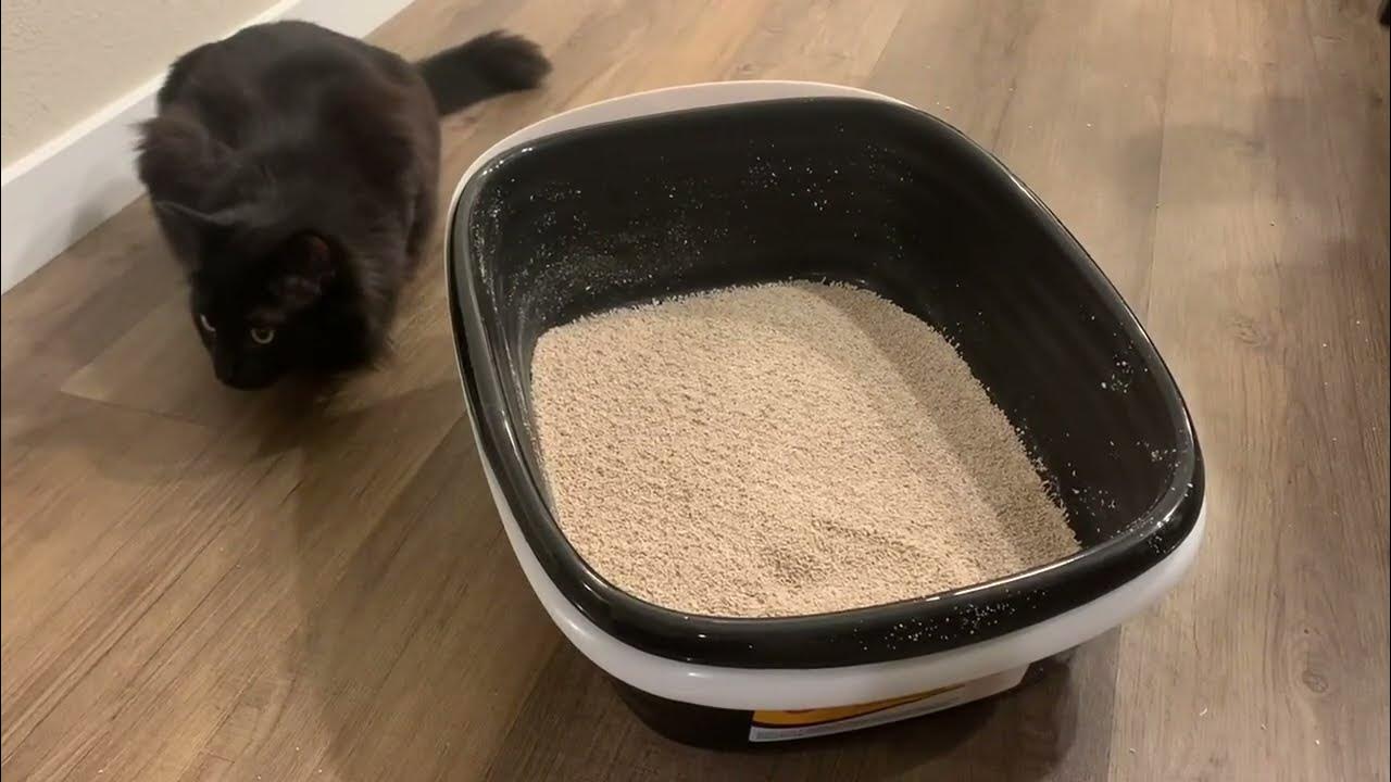 Arm + Hammer Sifting Litter Box Why its so Easy to Clean! YouTube