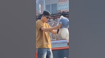 anh tặng em con capybara#duonghung#dương domic#quang hùng master