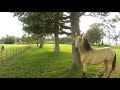 Bella in the manege.  Then Apollo & Bella go down the Big Field to catch up with Farouk.