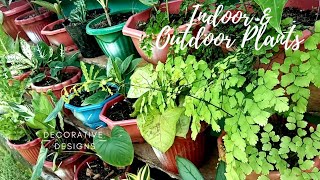 INDOOR AND OUTDOOR PLANTS| Decorative Plants