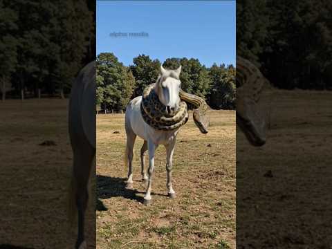Park Ranger Rescues A Horse Trapped In Anaconda! #woldlife