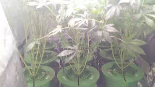 Spider Farmer's New Years Grow #4