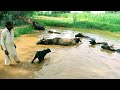 Buffaloes Swimming in Water | Buffaloes drinking water | daily routine work | Anjum Cattel Farm