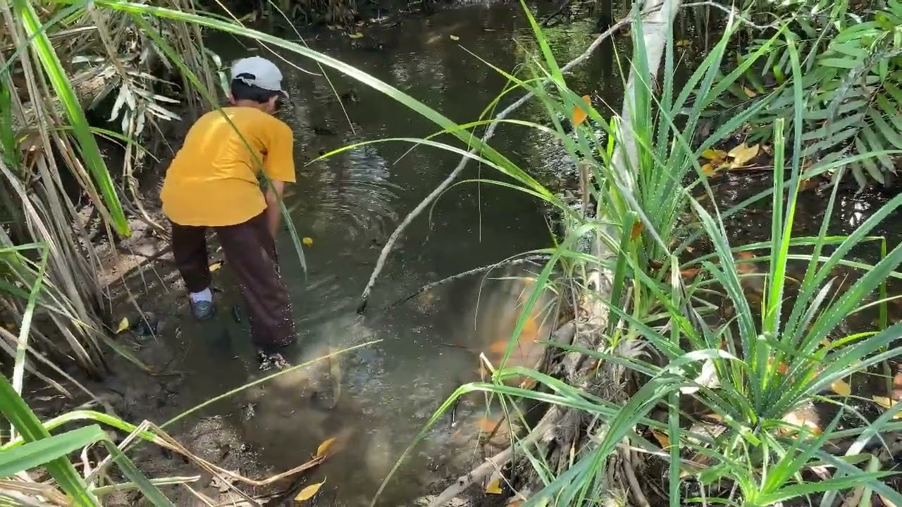 pertualangan mencari kepah bakau dan siput bakau