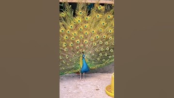 Thumbnail of Peacock Dance Display-Peacock s opening Feathers | Interesting facts About Peacock