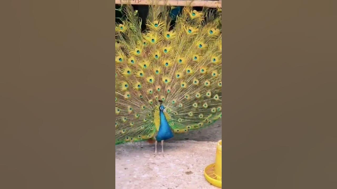 Peacock Dance Display-Peacock s opening Feathers | Interesting facts About Peacock