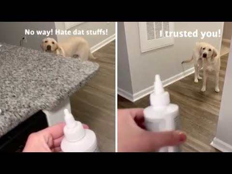 Cute Dog Doesn't Want Ear Medicine