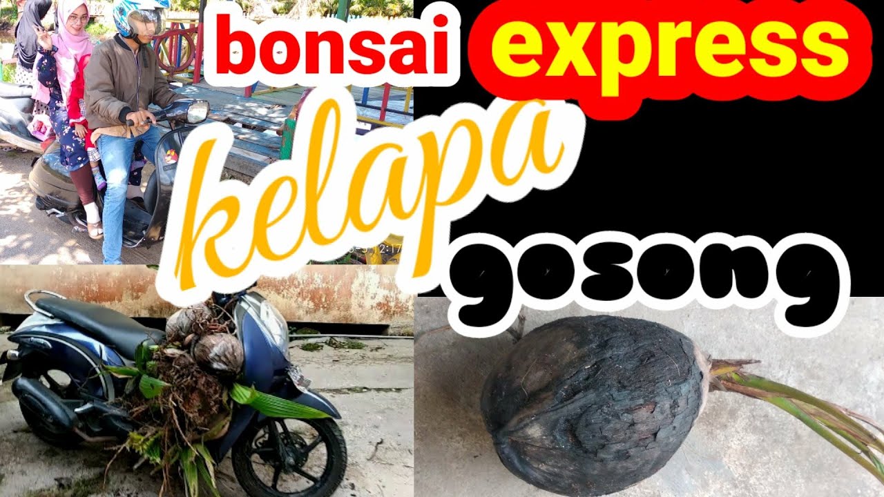  Cara  mebuat bonsai  kelapa  dengan cepat bonsai  kelapa  