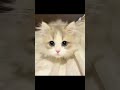 Approaching Adorable-The Kitten Walk #shorts #cat