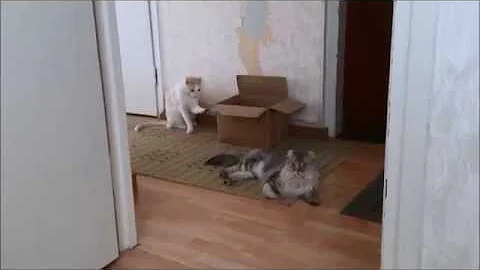 Watch the video about American curl's funny habit with boxes