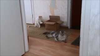 American curl's funny habit with boxes