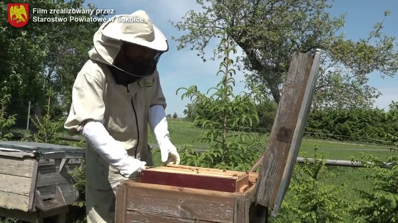 Jak złapać pszczeli rój.