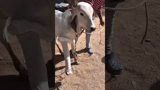 Vet fixes fractured calf leg with care””