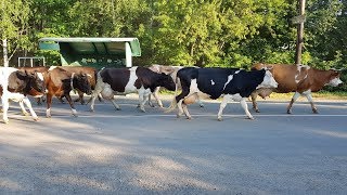 Стадо коров возвращается в село