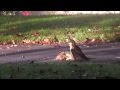 Red tail Hawk attacking a squirrel