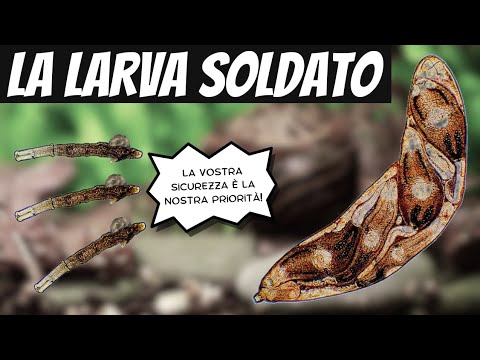 PARASSITI SOLDATO