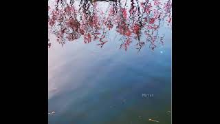 REBAPH & Maher Zain - Love U So (Audio)