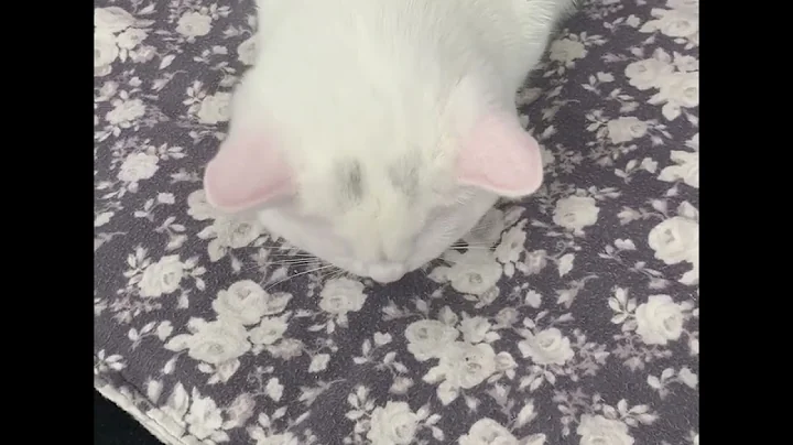 Watch the video about Teaching a Scottish Fold kitten to sit. She learned so quickly!!