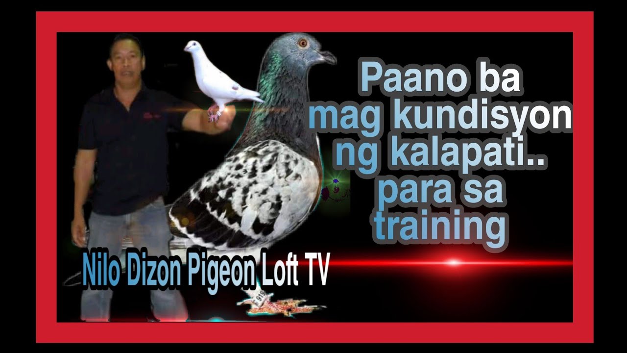 PAANO MAG KUNDISYON NG KALAPATI PARA SA TRAINING