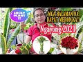 LUCKY PLANTS FOR 2021|SWERTENG HALAMAN NA MADALING HANAPIN|Grace J. M