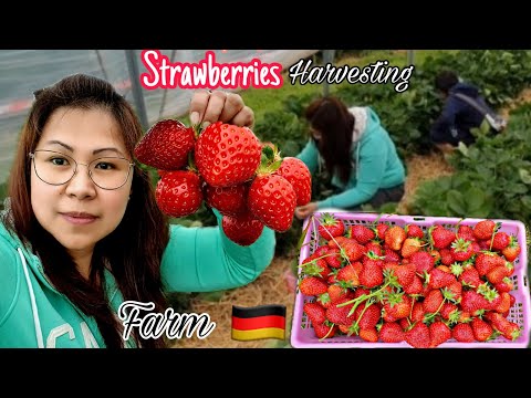 Strawberry Picking |