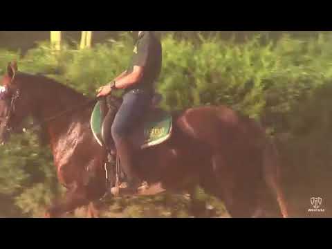 LOTE 22 B - Ilusão 3P