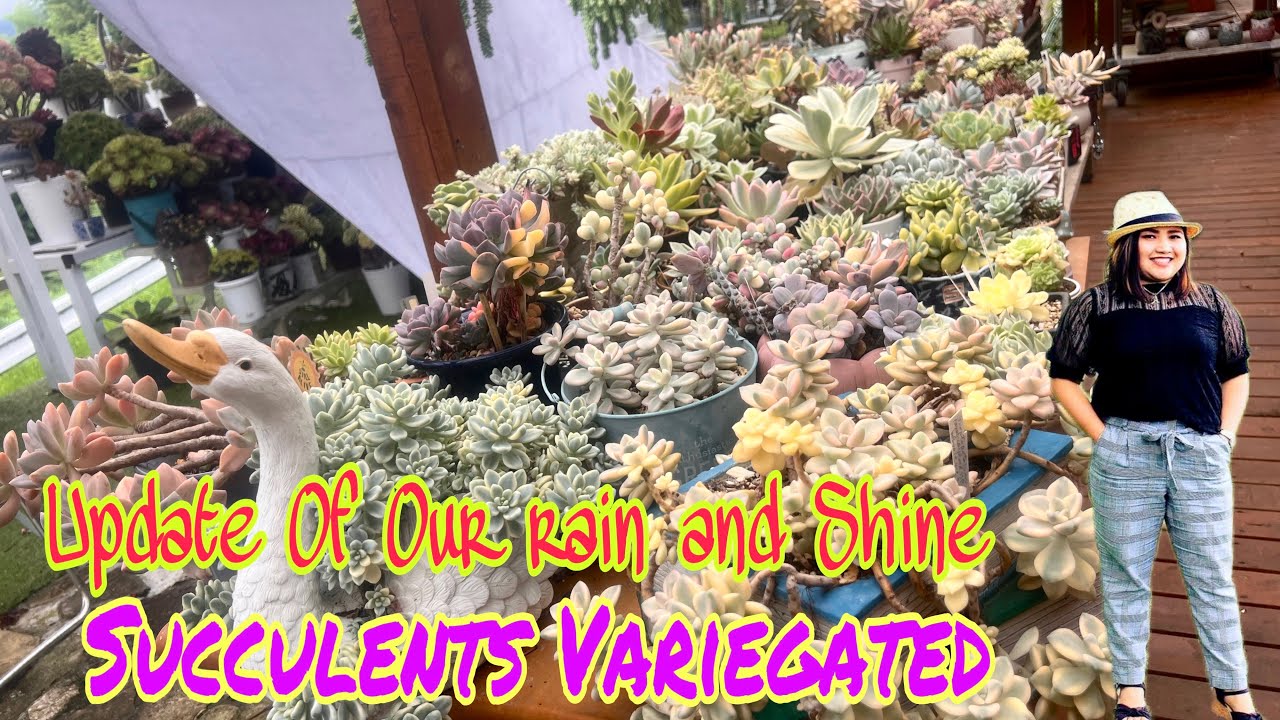 Succulents Variegated in Heat and Rain Hat happen?/Angel hara channel